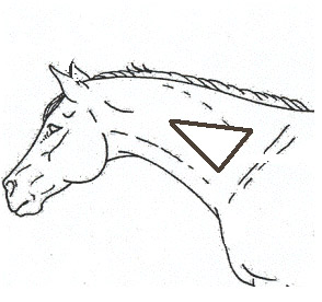Chip dla konia - identyfikacja koniowatych - artykuły CBDZOE
