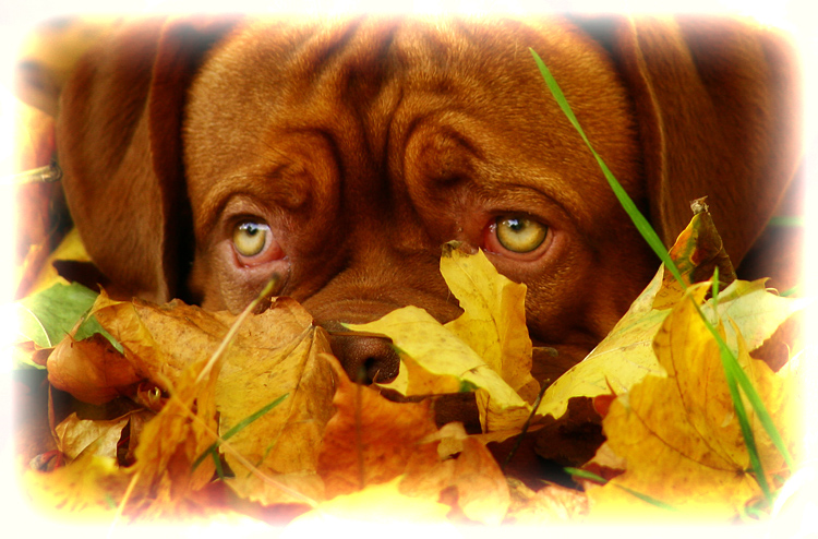 Jesień pod psem - CBDZOE bijemy na alarm