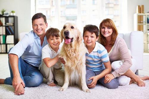 Artykuł CBDZOE - Pies w rodzinie - czy to już pora?