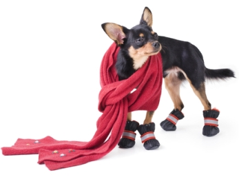 Pies zimową porą - artykuły cbdzoe bijemy na alarm