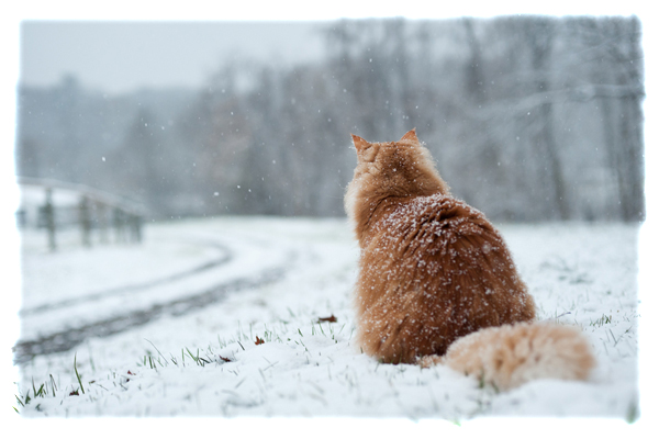 Koty zimą - artykuły cbdzoe bijemy na alarm